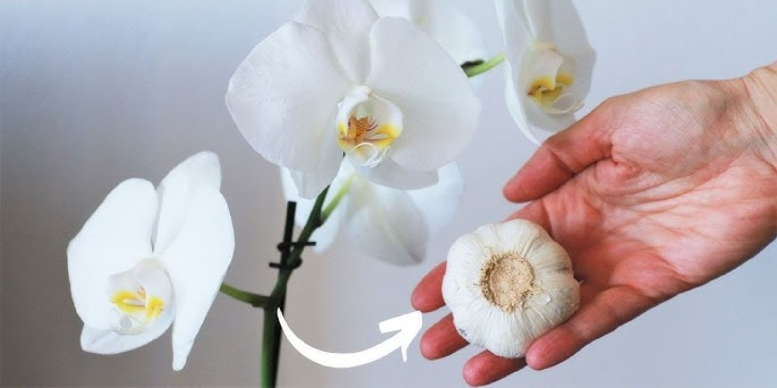 Die richtige Pflege für eine blühende Orchidee das ganze Jahr über
