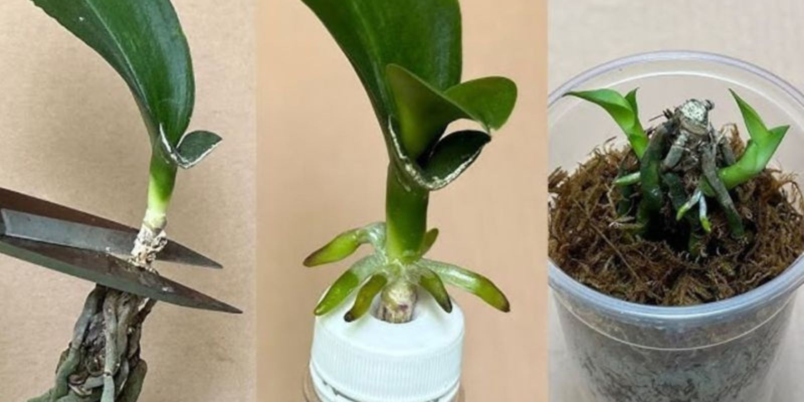 Orchideen ohne Wurzeln Das Geheimnis, sie in nur wenigen Tagen wieder zum Leben zu erwecken